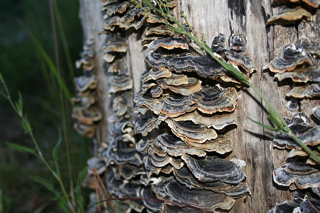 Introduction To Turkey Tail Mushrooms